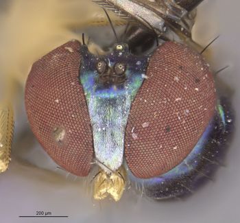 Media type: image;   Entomology 15986 Aspect: head frontal view